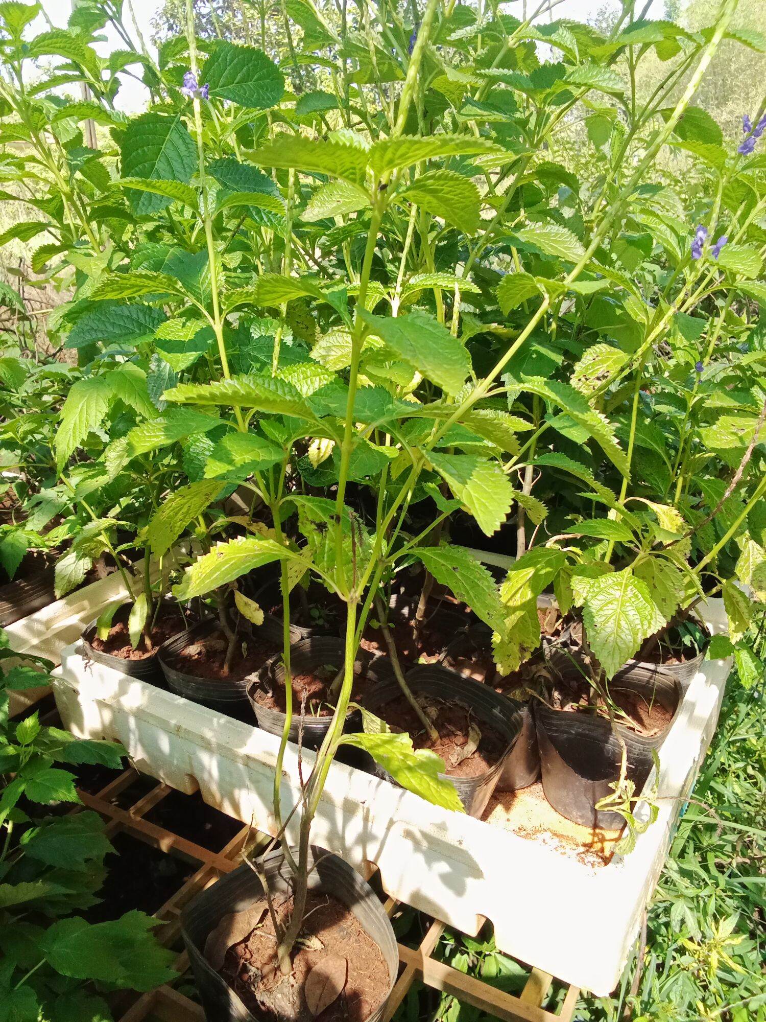 Cây đuôi chuột (cây mạch lạc)