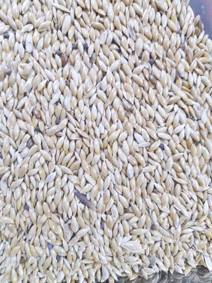 Hạt láng dài cho các loại chim., 1kg