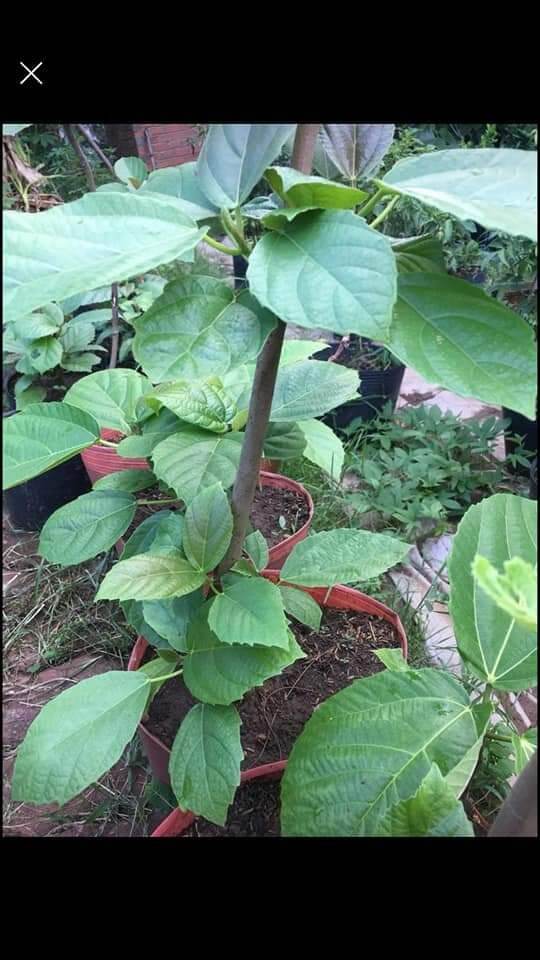 Cây vả mật chuẩn