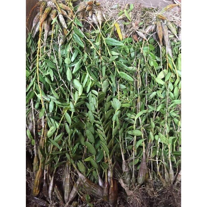 hoa lan bạch câu cực thơm(1khom)