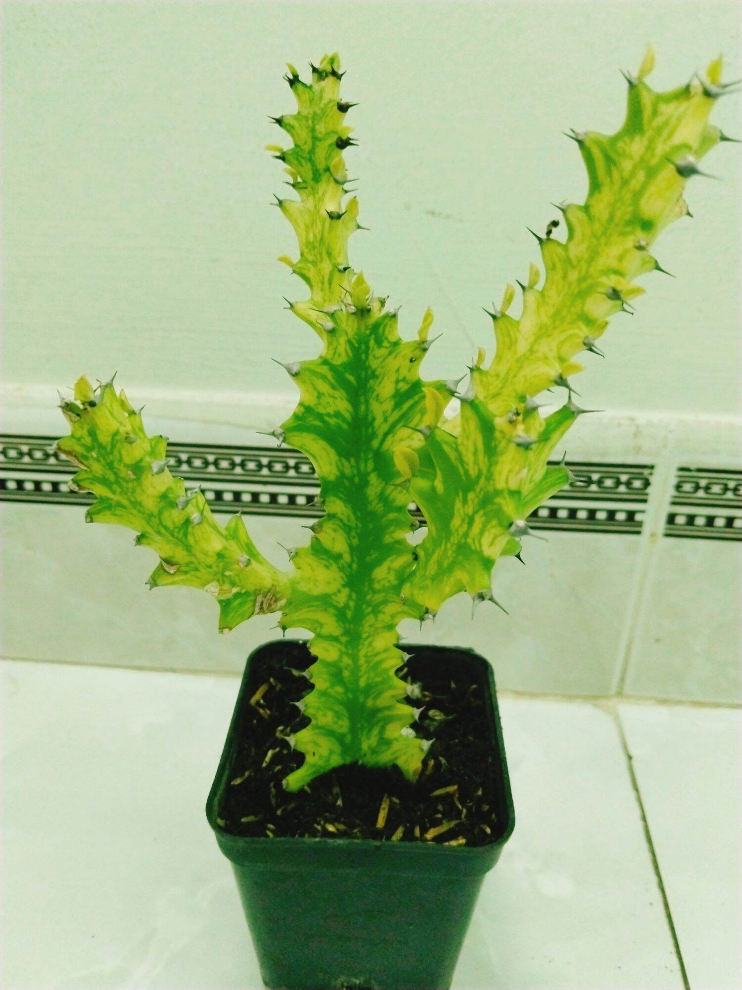 Xương rồng euphoria var vàng