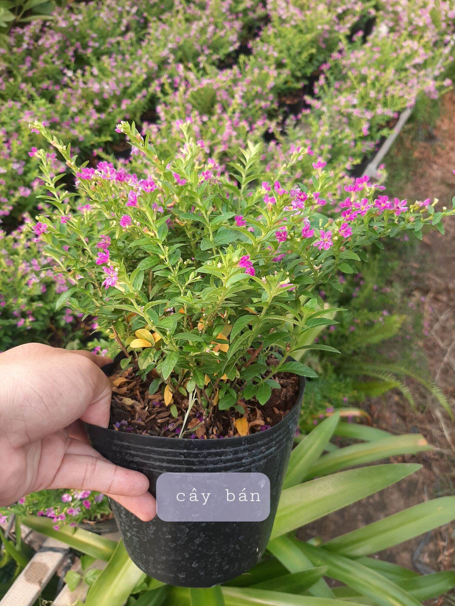 Bong Garden_Cây Cẩm Tú Mai hoa tím nhỏ hoa quanh năm dễ trồng nhanh lớn