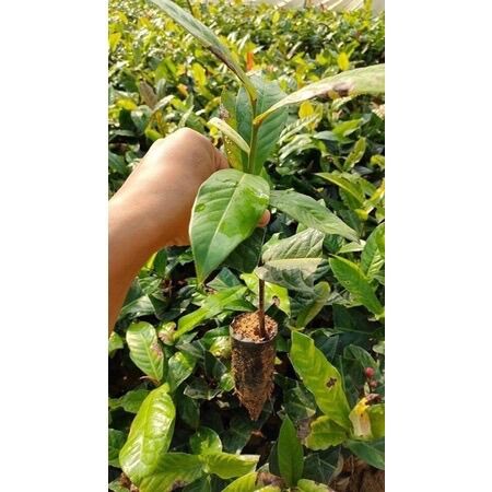 2 cây giống hoa hải đường