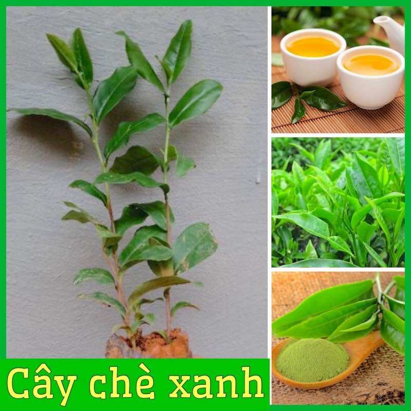 Cây giống trà xanh