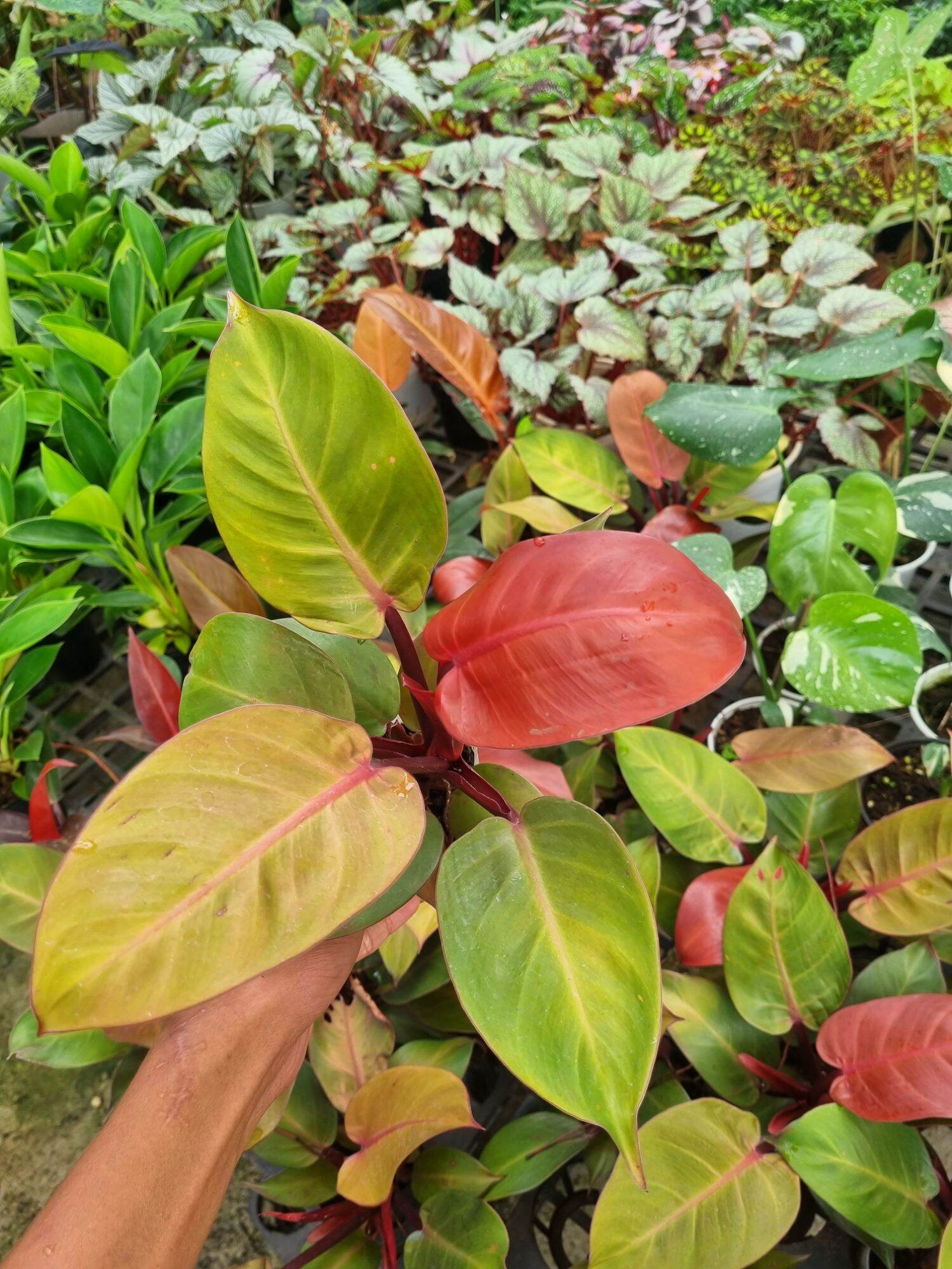 Cây đế vương đỏ - Philodendron erubescens