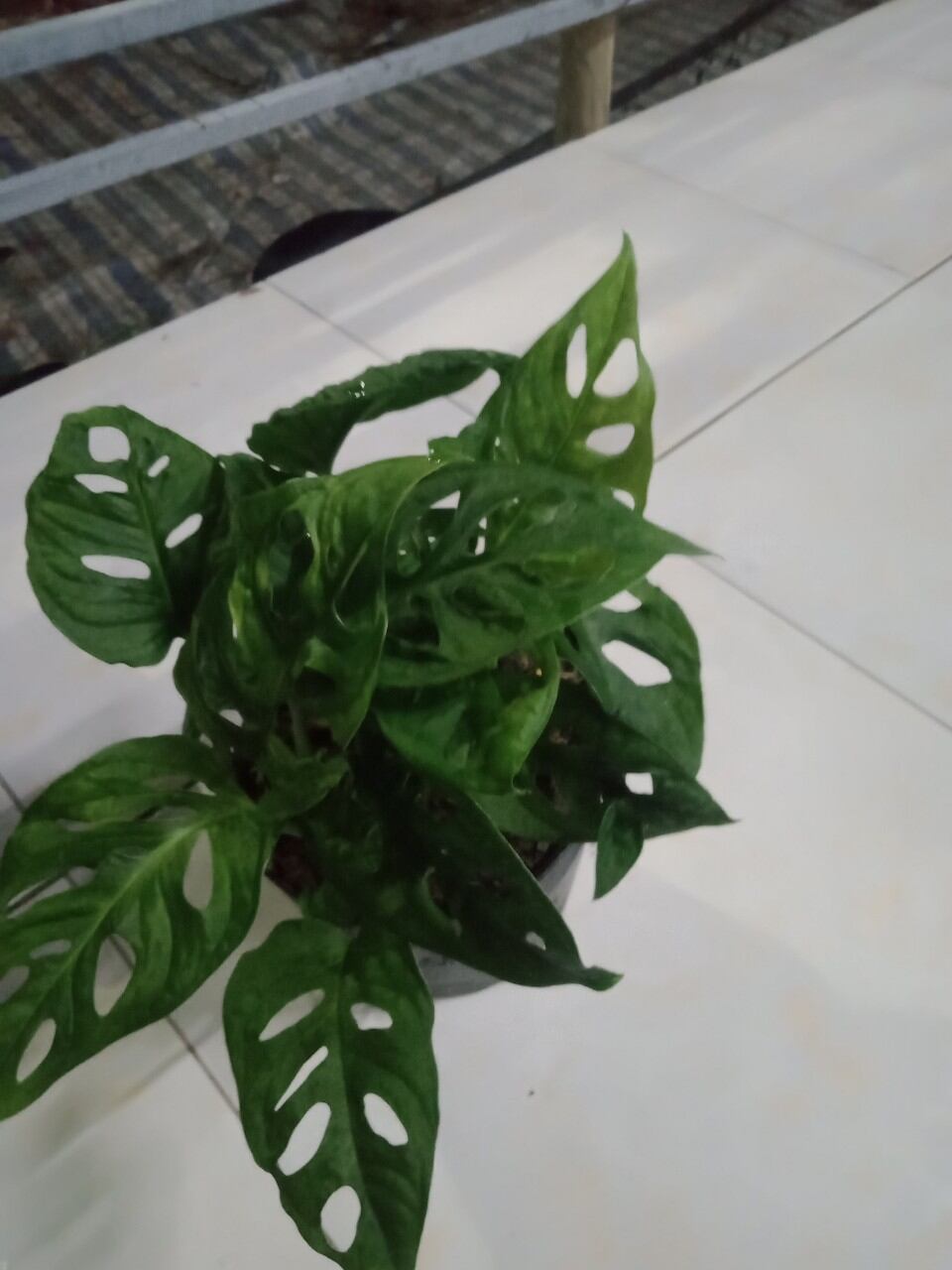 Cây Trầu Bà Lỗ chậu nhiều cây cao 20-25cm ảnh thật