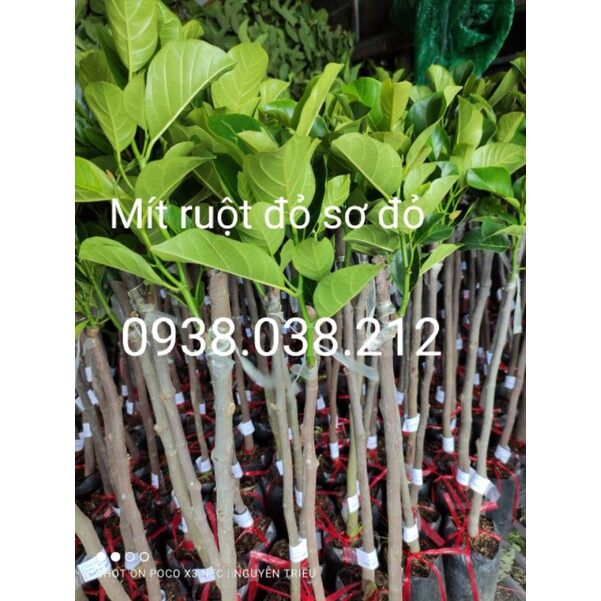 CÂY GIỐNG MÍT RUỘT ĐỎ SƠ ĐỎ MALAYSIA