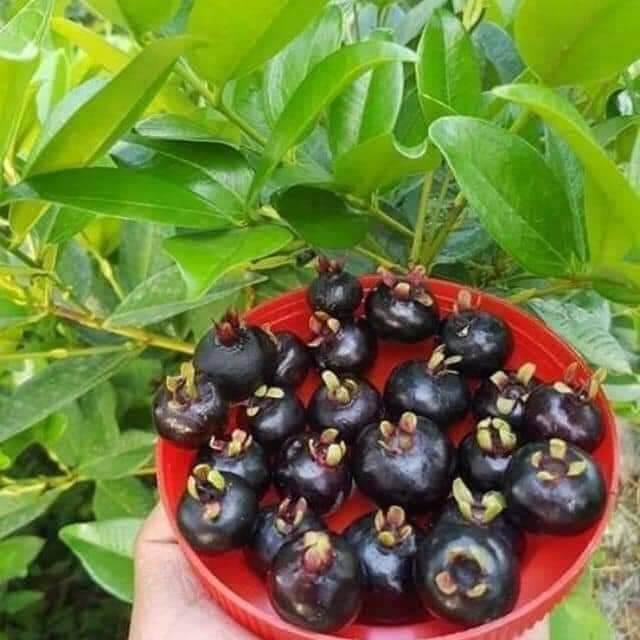 Cây giống cherry Brazil siêu sớm (giao nhanh)