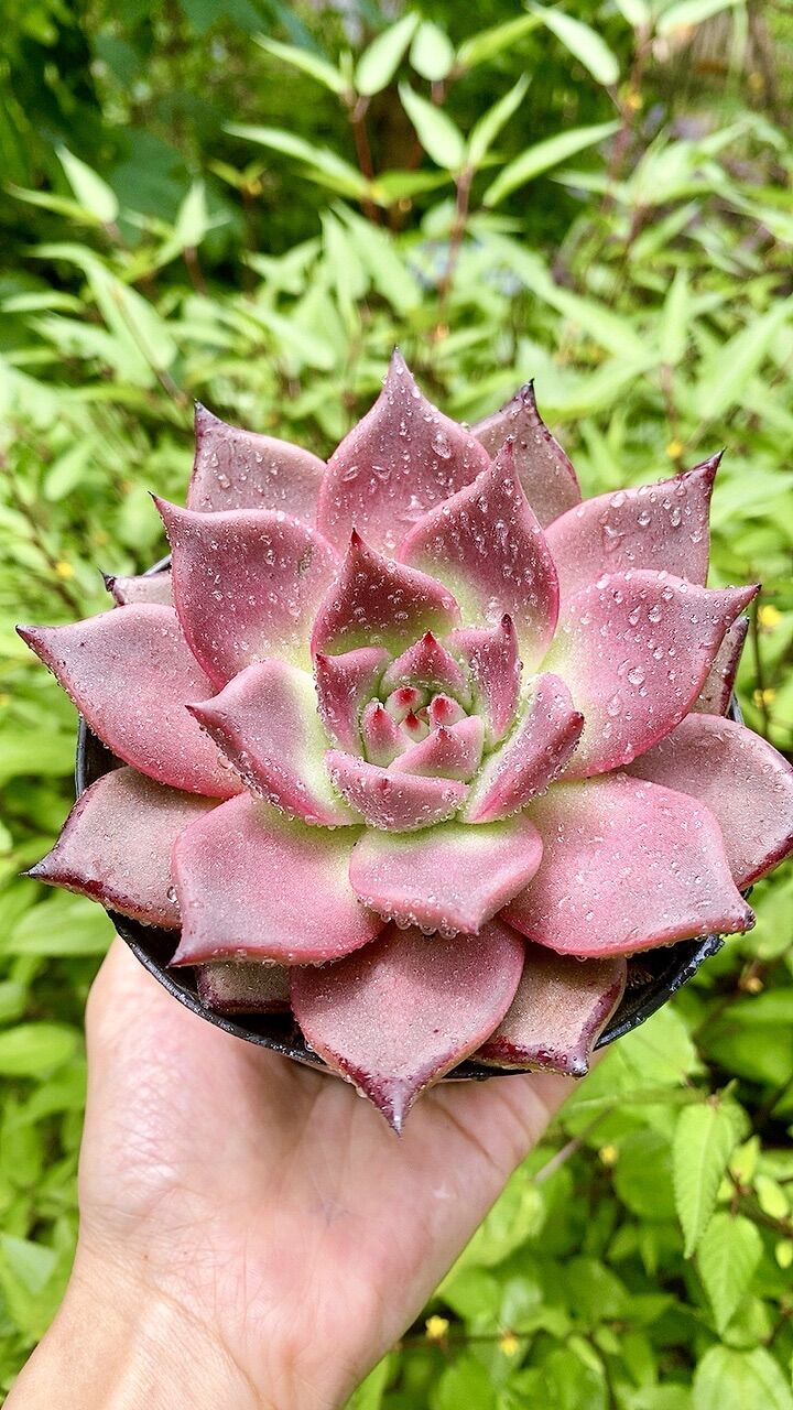 Sen đá đế Hồng sz 10cm