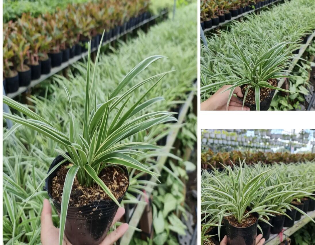 Cụm Cây Cỏ Lan Chi , cỏ mến Khách , cây hút thanh lọc không khí
