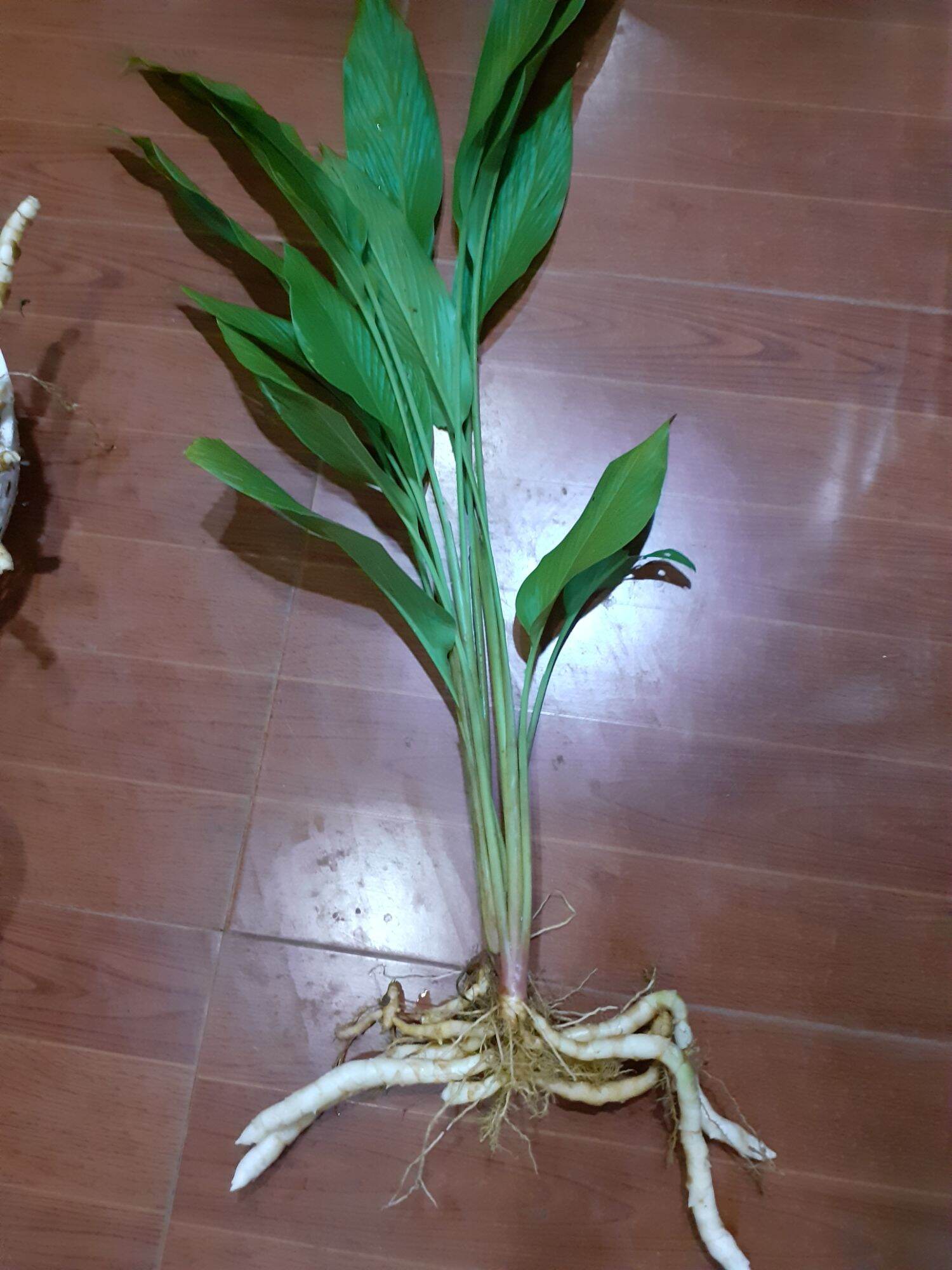 củ ngải trắng chuẩn 100%,500g