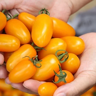 10 HẠT GIỐNG CÀ CHUA CHERRY VÀNG CHỊU NHIỆT