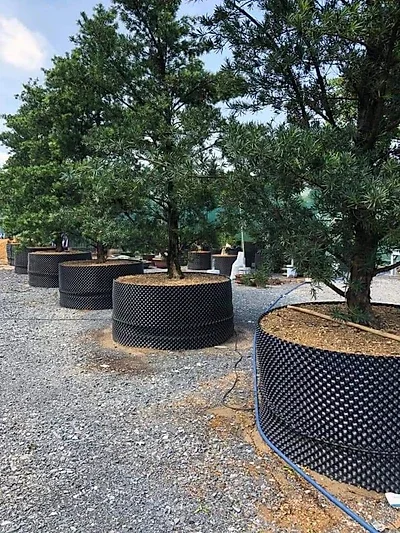 Đất akadama, đất Nhật, đất trồng cây bonsai, đất trồng cây kiểng