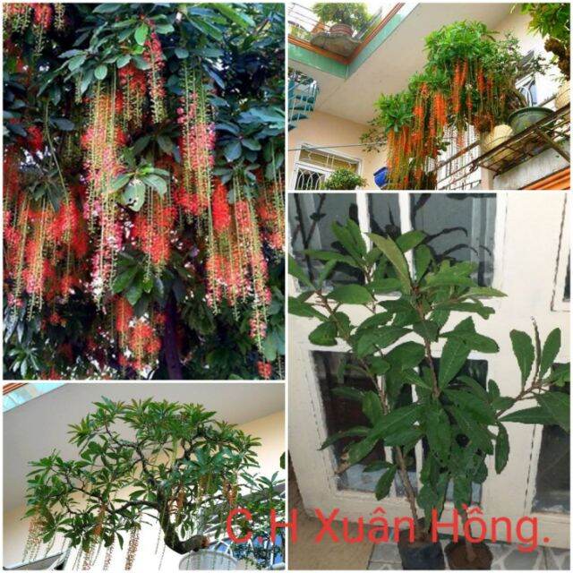 Combo 3 cây lộc vừng cao 50- 100cm cây đẹp.
