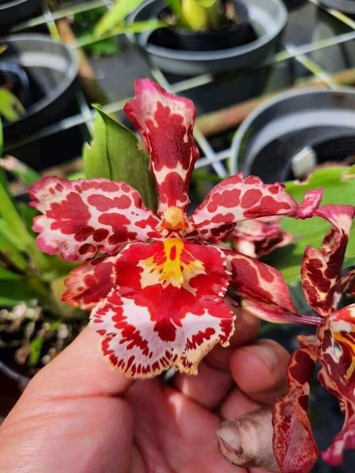 Hoa lan vũ nữ kẹo ngọt đang nụ đẹp