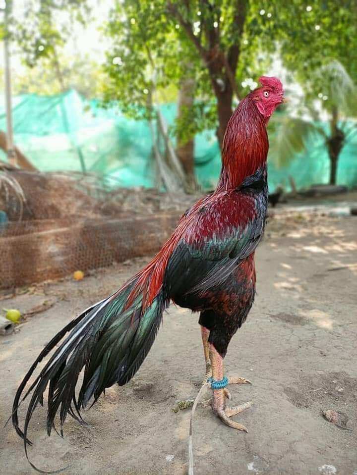 Xích chân gà chọi gà nòi gà đá gà đòn