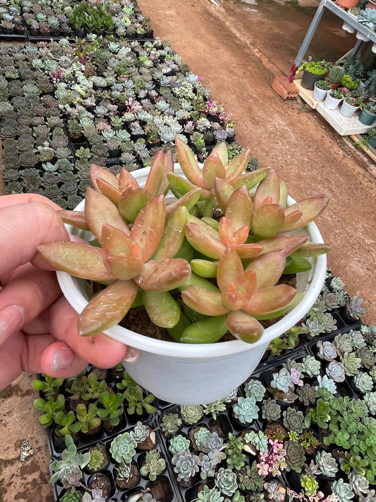 Sen đá cam size trung 5-7 cm xuất vườn đà Lạt