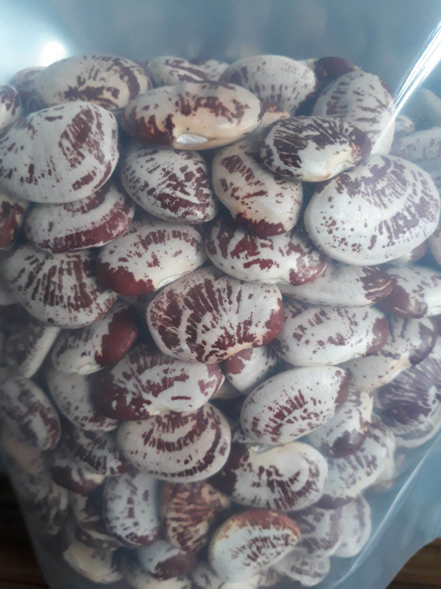 Đậu ngự - Đậu Tiến Vua Đà Lạt hạt to, thơm ngon, gói 500g