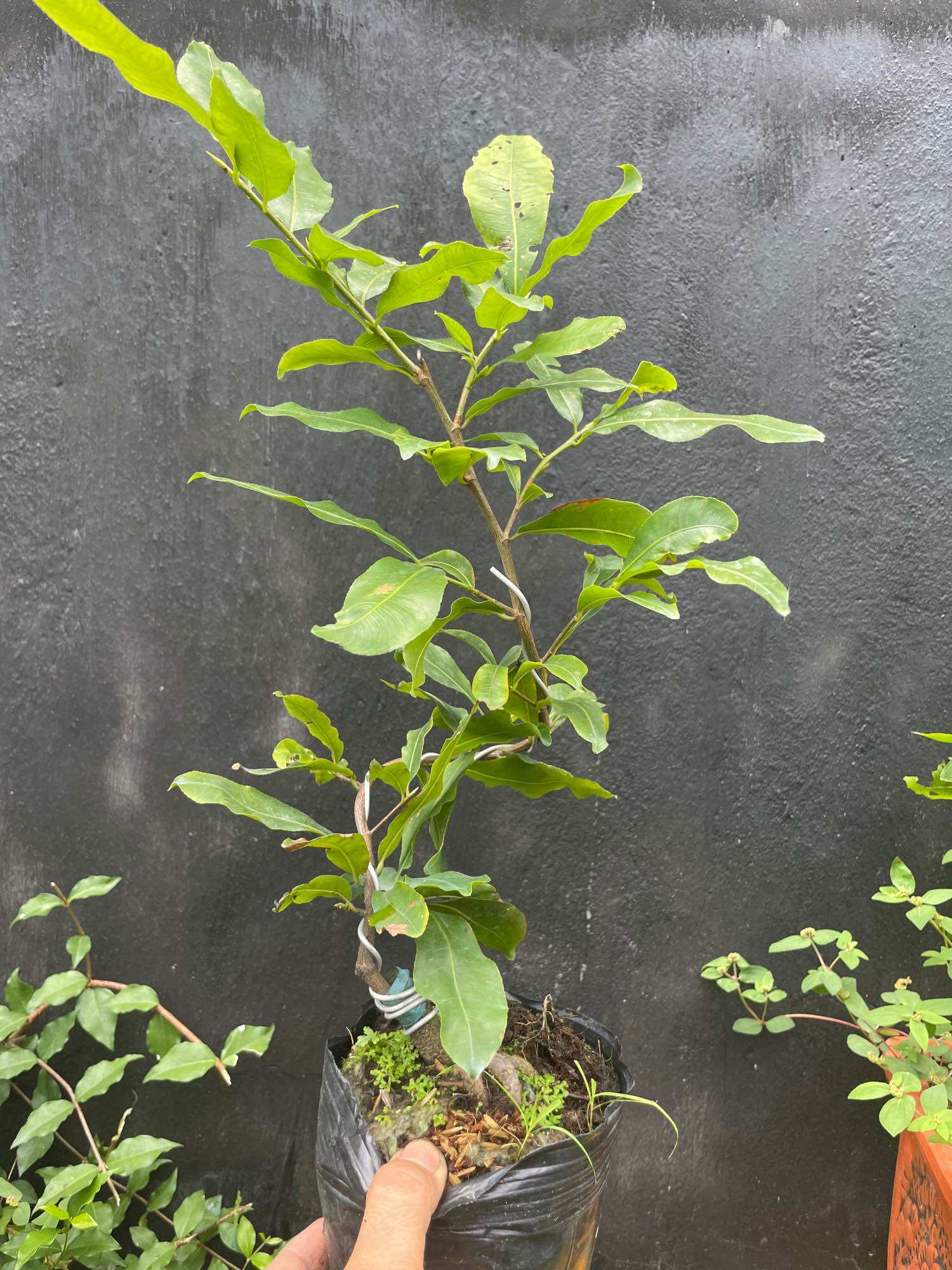 [HCM]Mai cúc tư long (bình định) hoa nhiều cánh