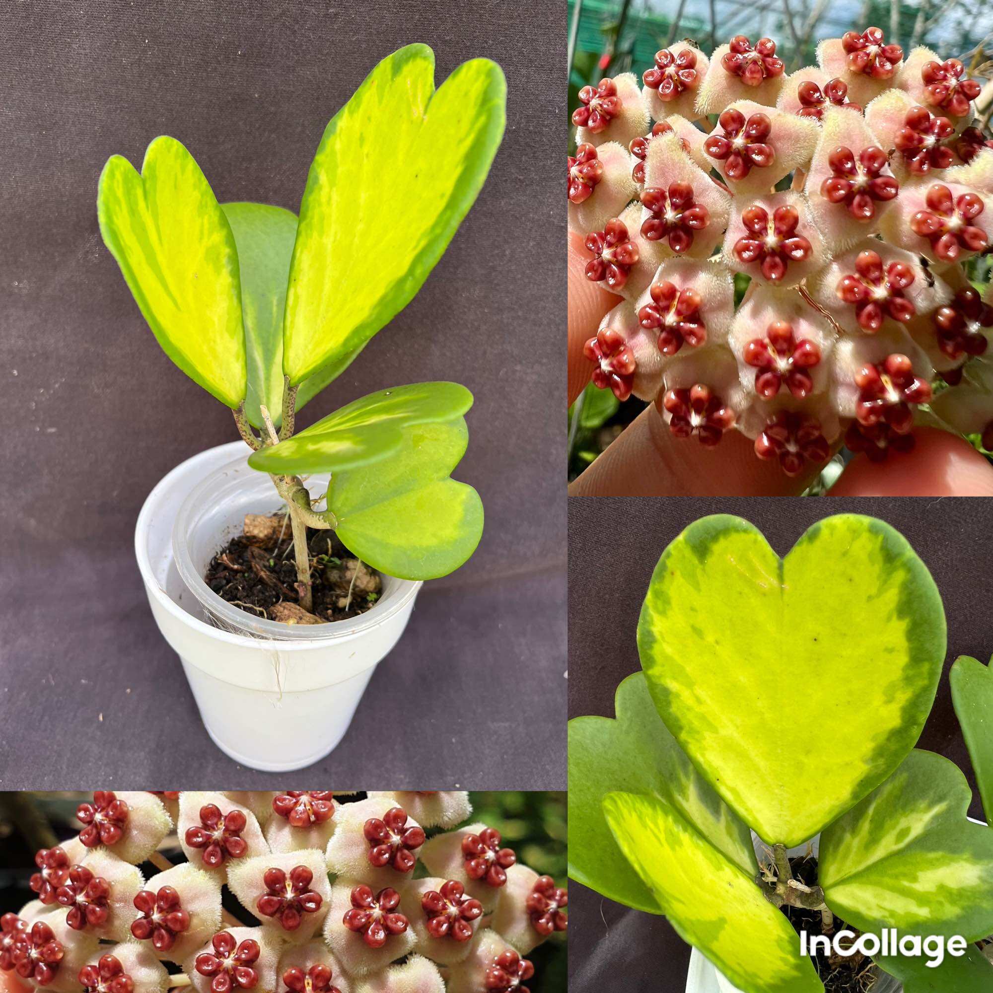 Hoa Cẩm cù hoya kerrii var để bàn luôn chậu trắng size 01 như hình, lá hình tìm
