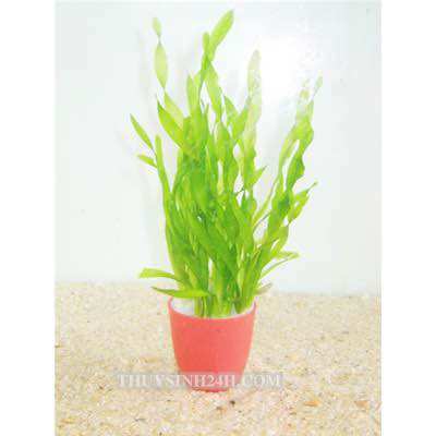 HẸ XOẮN THỦY SINH-40K/15NGỌN