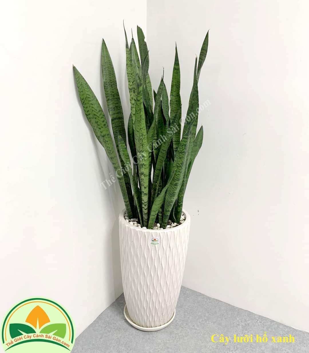 Cây lưỡi hổ xanh cao 20 - 50cm