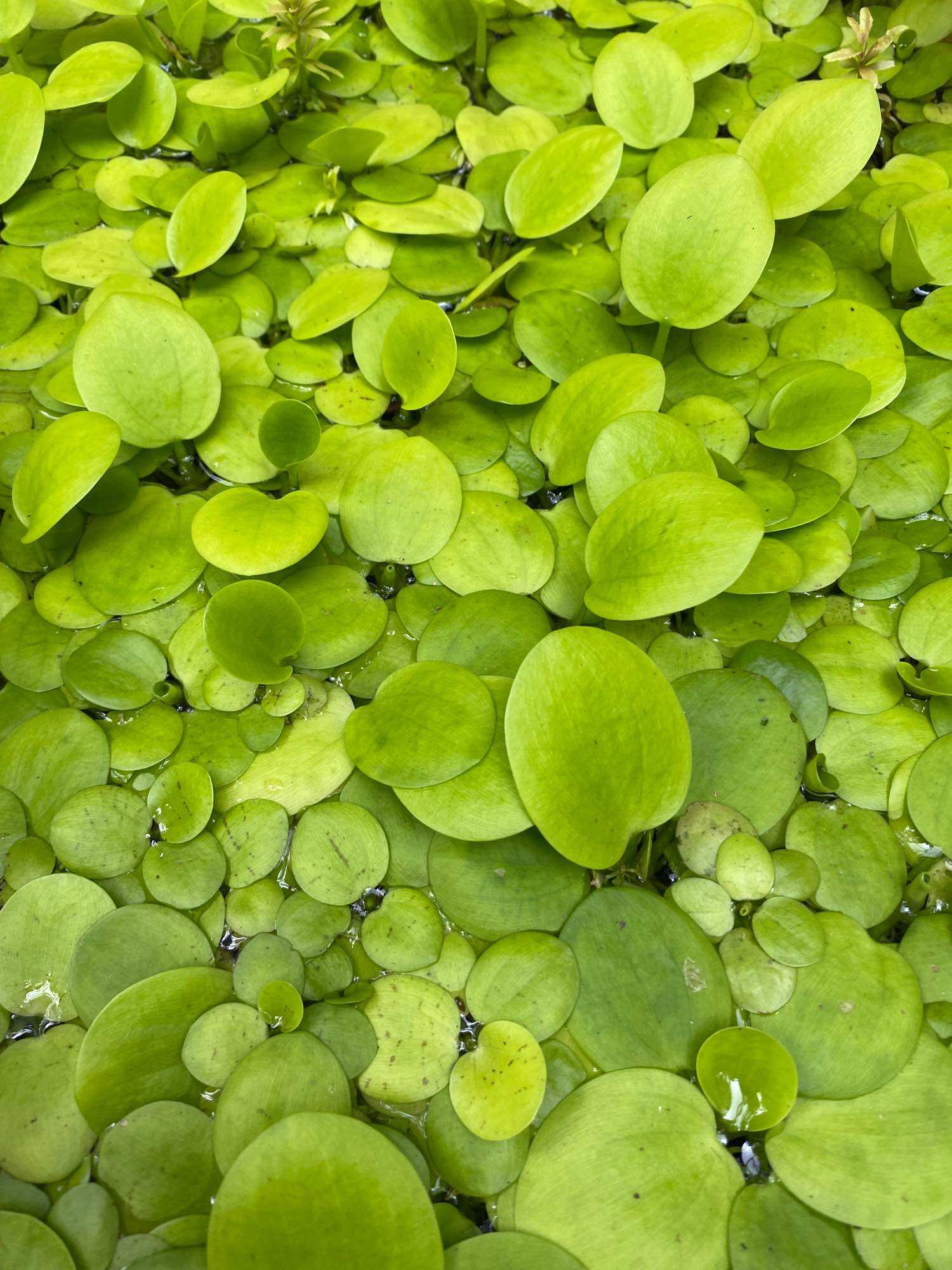 15 cây Bèo Nhật thủy sinh