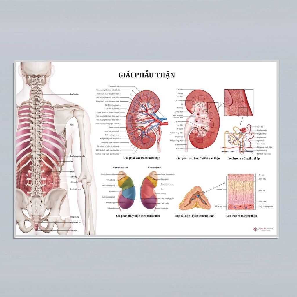 Tranh giải phẫu thận - 50x75cm - decal dán