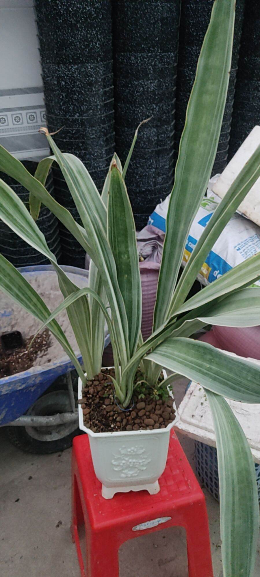Cây lưỡi hổ sọc bạc - Sansevieria Metallica Siam Silver