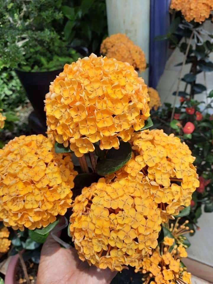 Trang Giống Phụng hoàng Kim