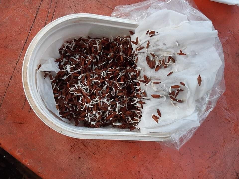 40 hạt giống cây lá giang