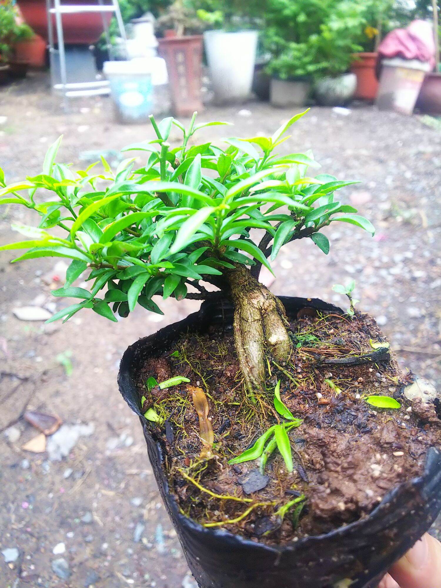 Mai chiếu thủy bonsai mini Tặng  phân tan chậm.