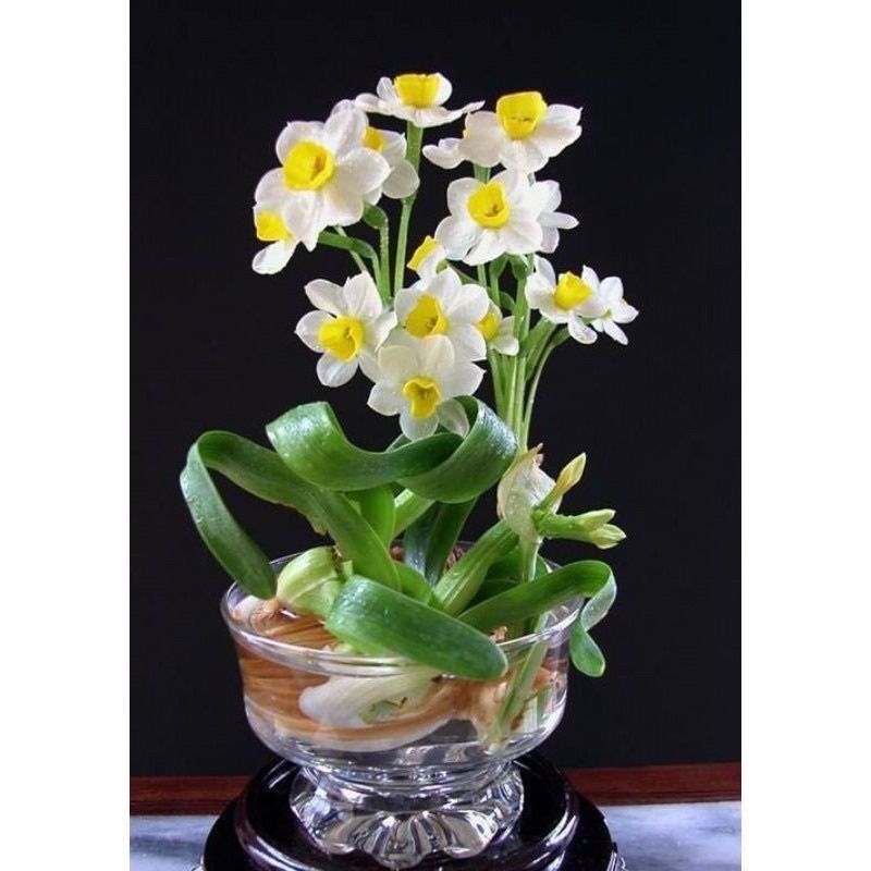 Củ hoa thủy tiên nước