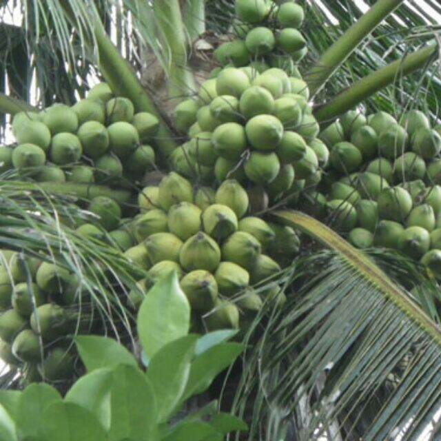 Cây giống dừa xiêm dây siêu trái