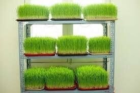 Hạt giống cỏ lúa mì 1kg