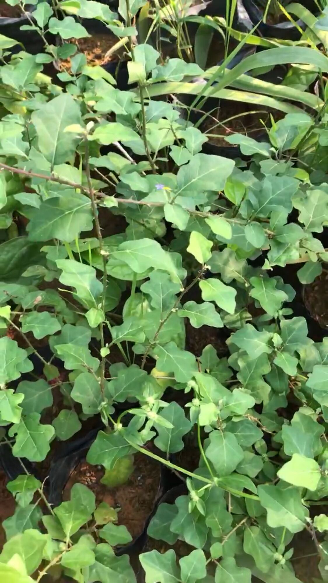 Giống cây cà gai leo