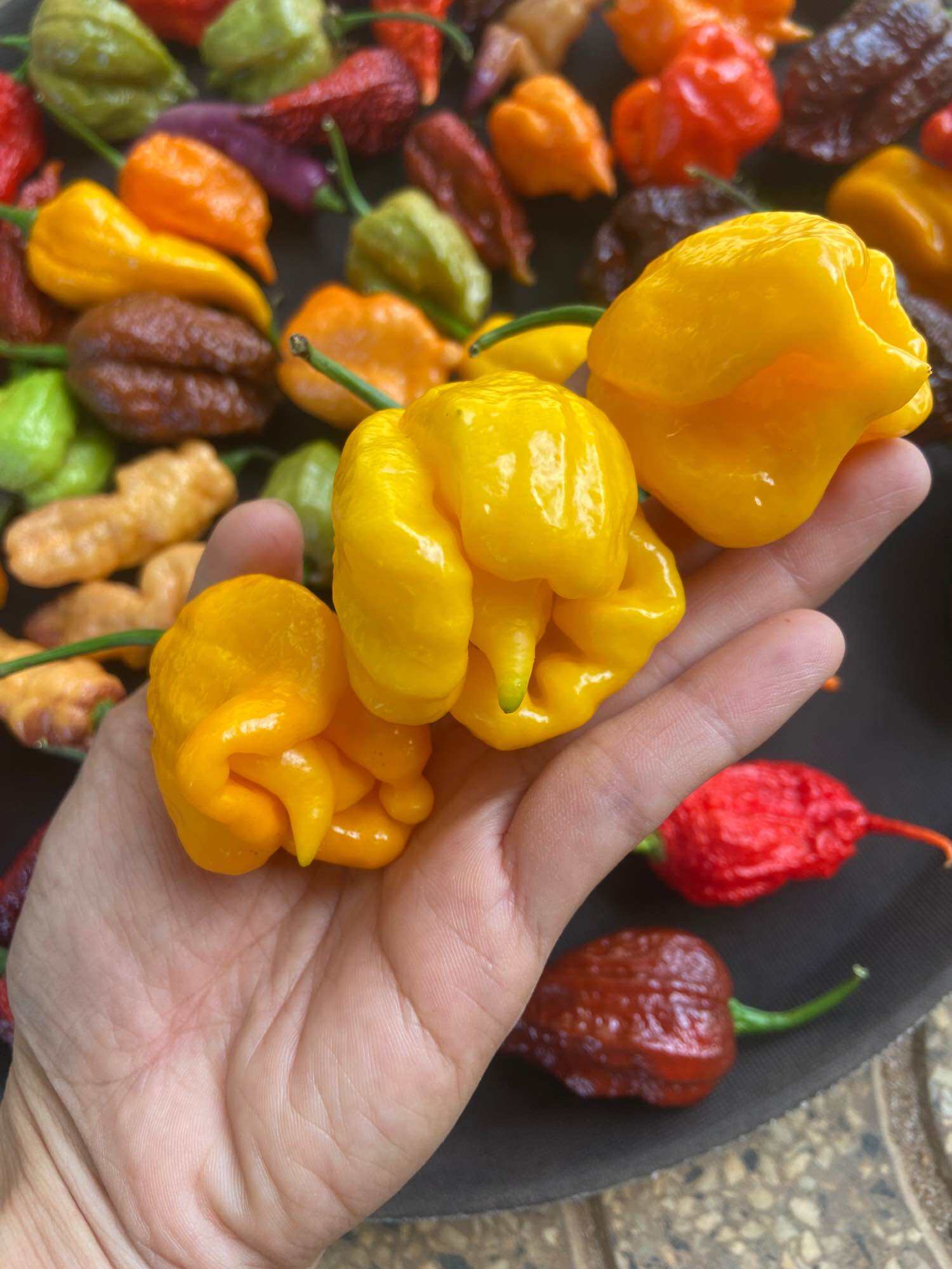 Quả ớt carolina reaper yellow