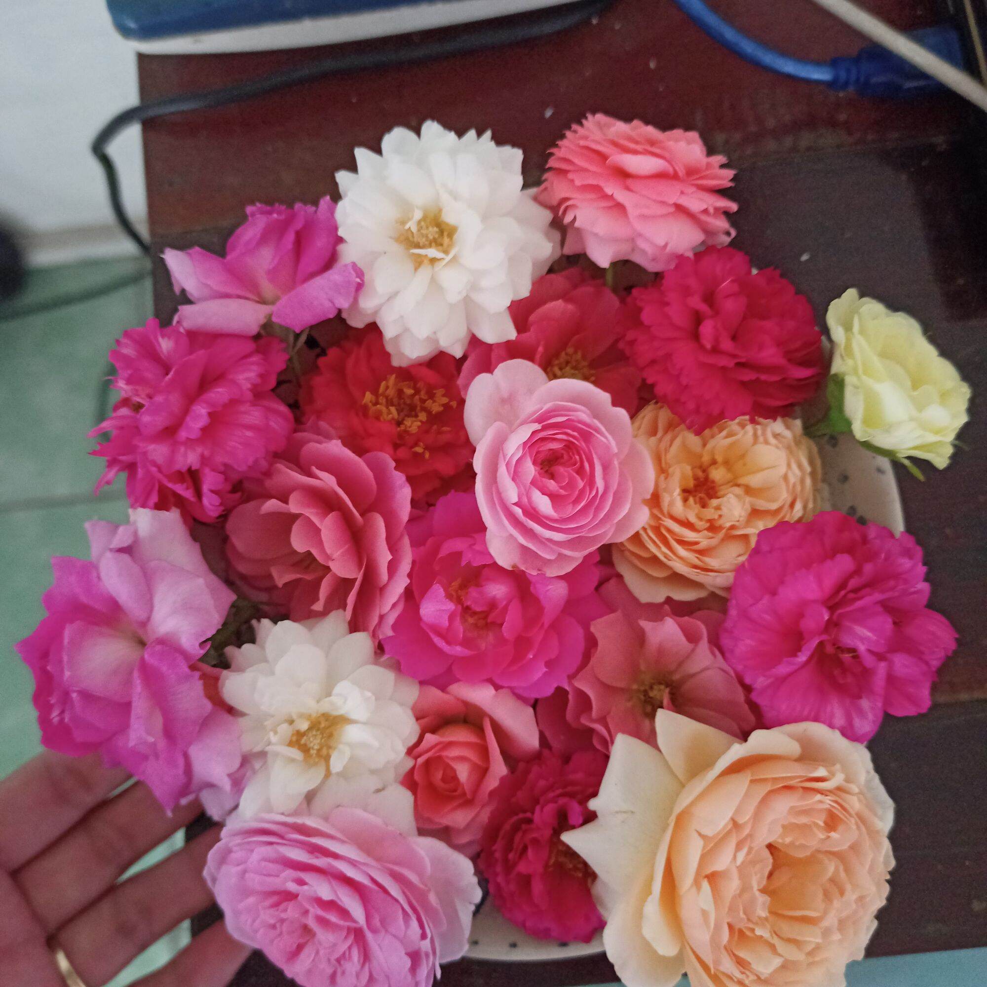 Cây hoa hồng masora cao từ 40cm