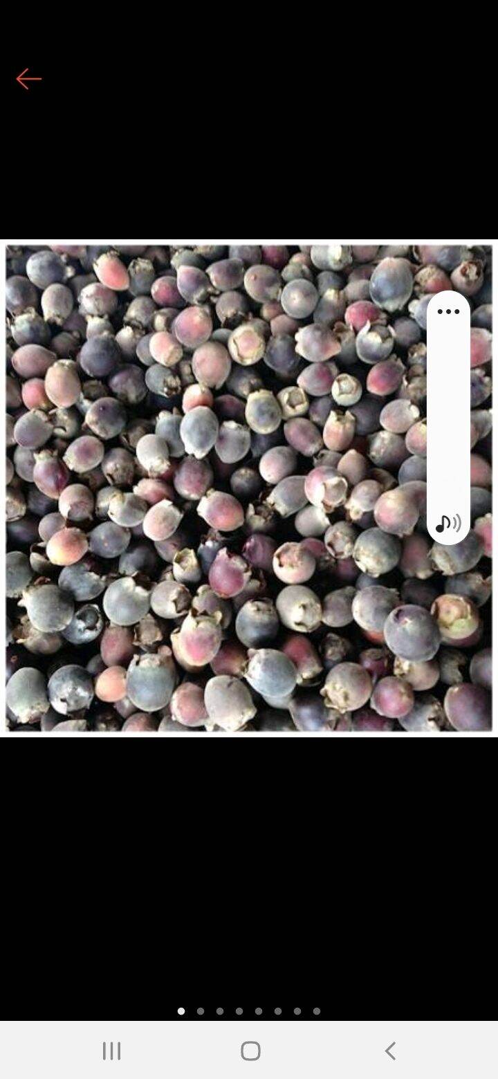 quả sim khô rừng lạng sơn