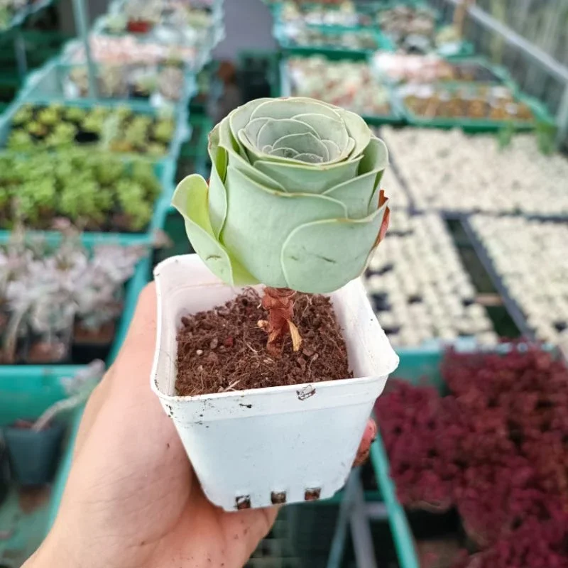 Sale + Sen Đá  Hoa Hồng Xanh