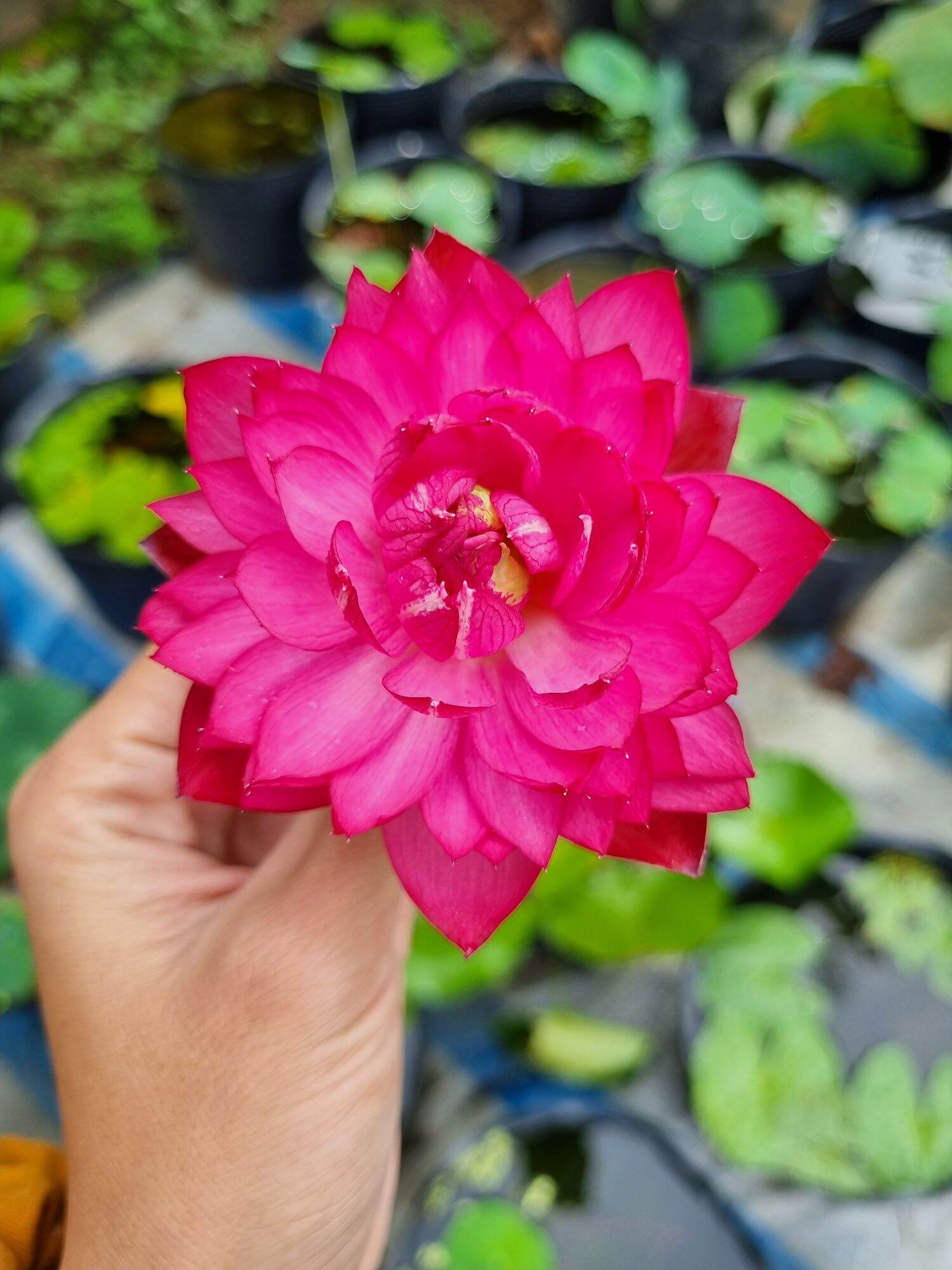 củ giống sen mini đỏ