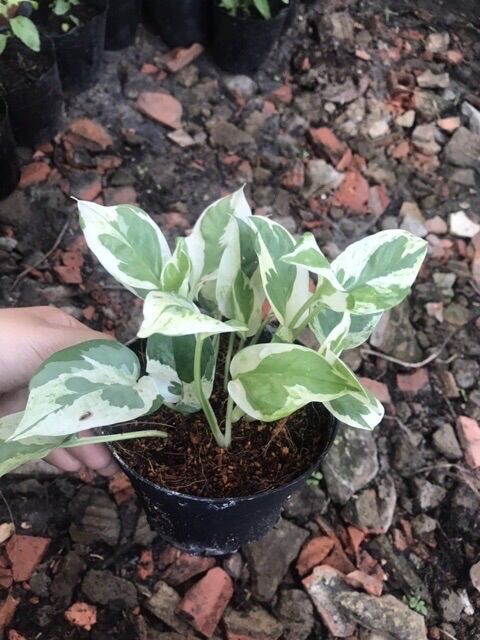 Trầu bà Ngọc thủy/ Trầu bà N’joy