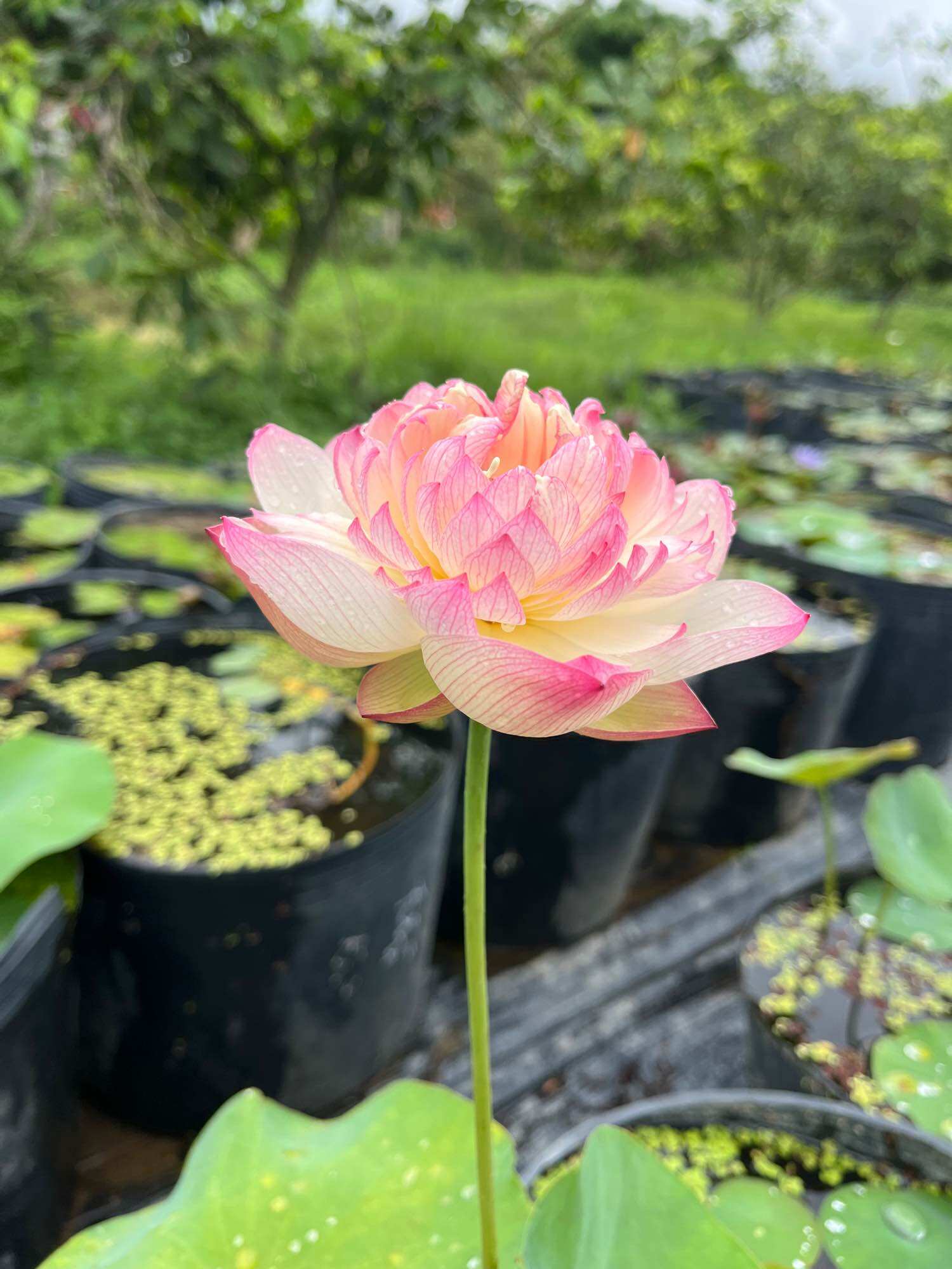 củ sen kim cương hồng