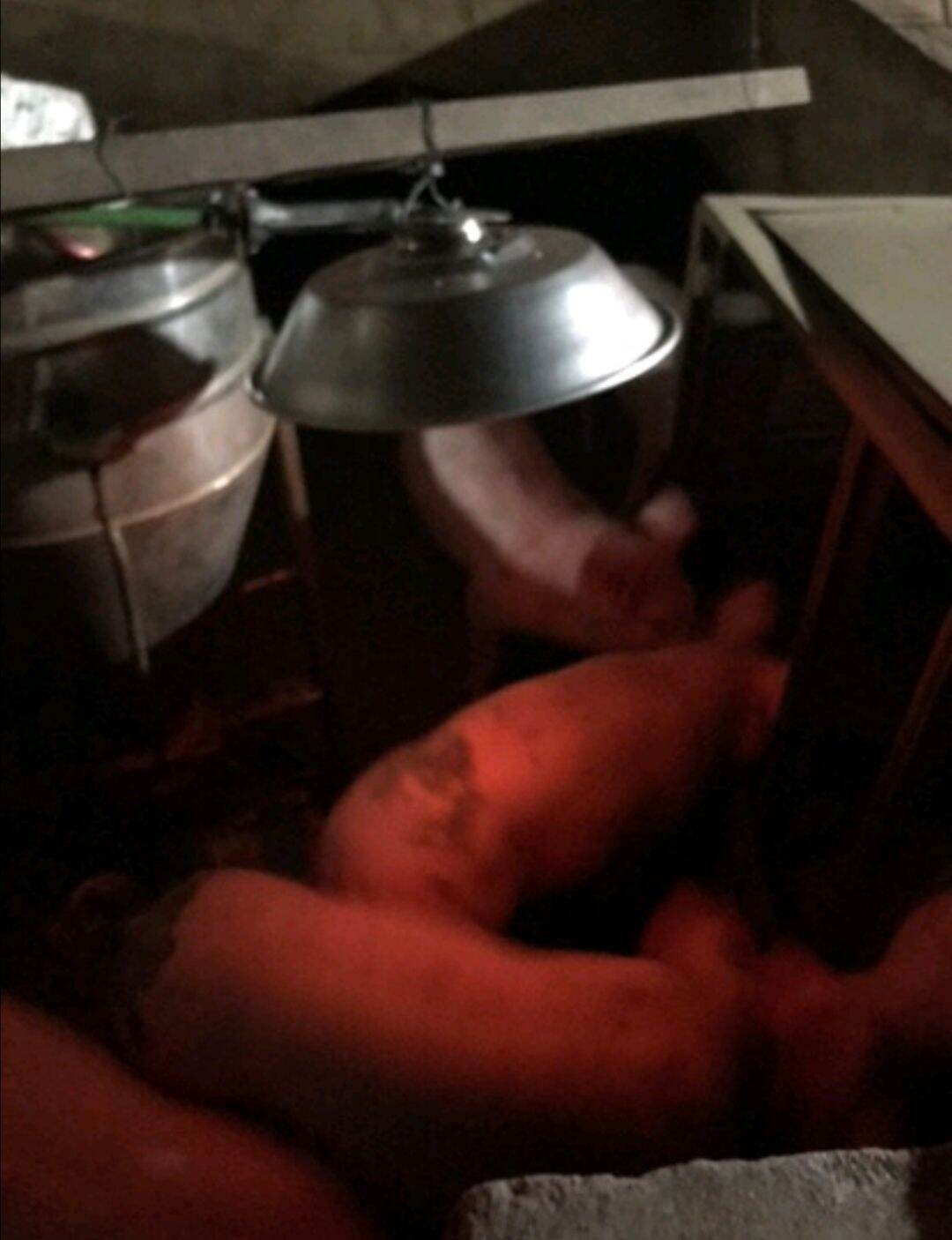 ĐÈN ÚM SƯỞI GAS / BIOGAS ( Loại nhỏ) - 0868812385
