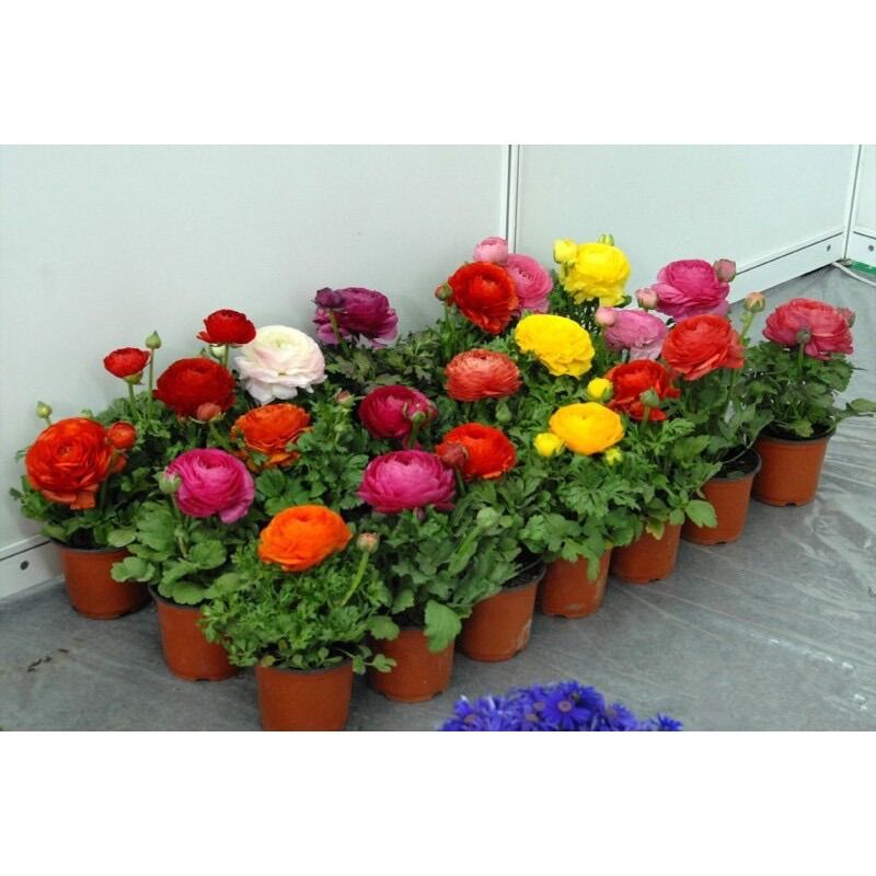 Củ hoa mao lương(1 củ) HOA TẾT