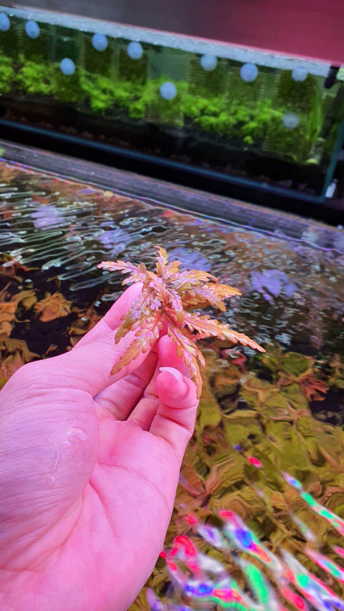 Liễu răng cưa lá nước (5 cây) [Cây Thủy Sinh]