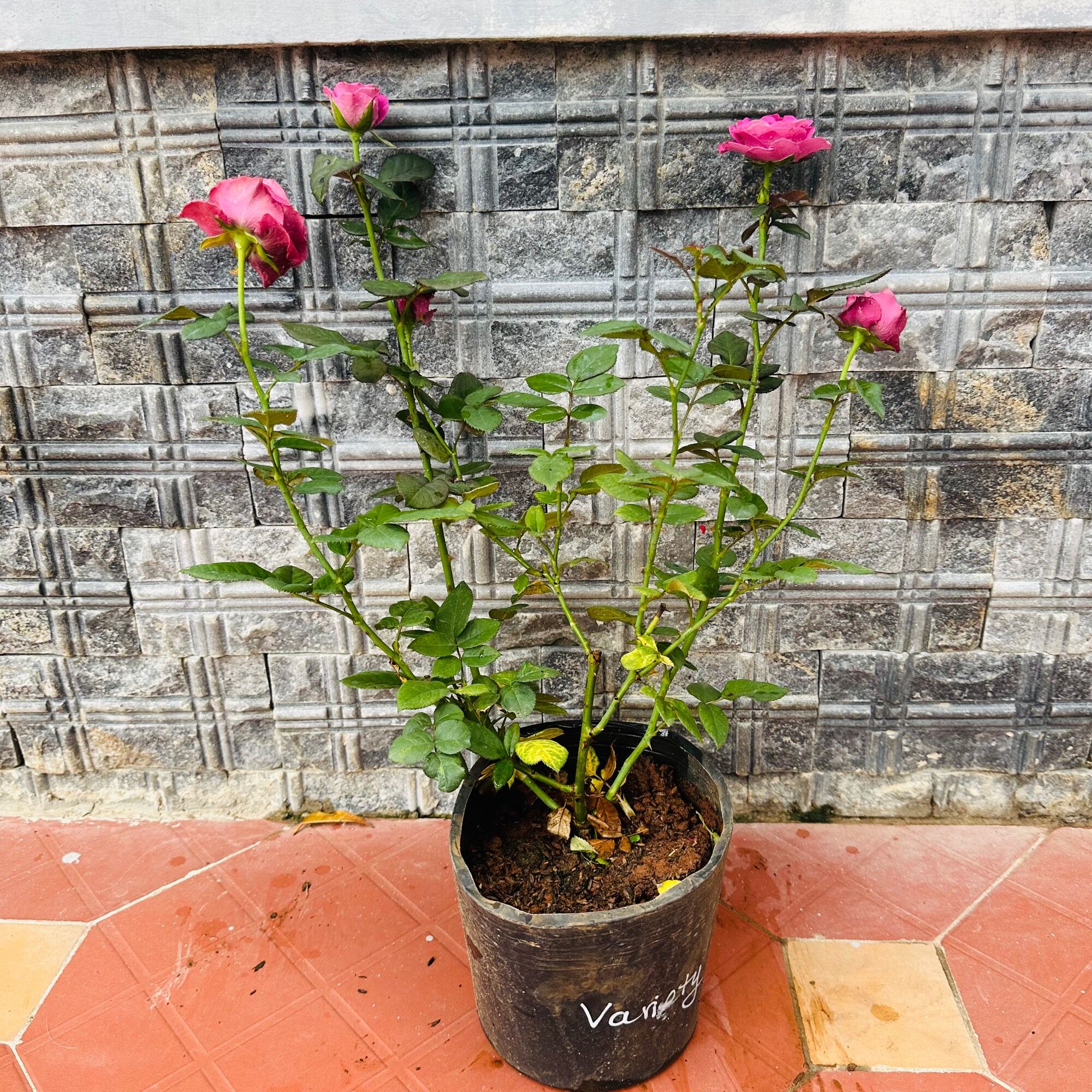 Hoa hồng Variety Information Rose - hồng bụi