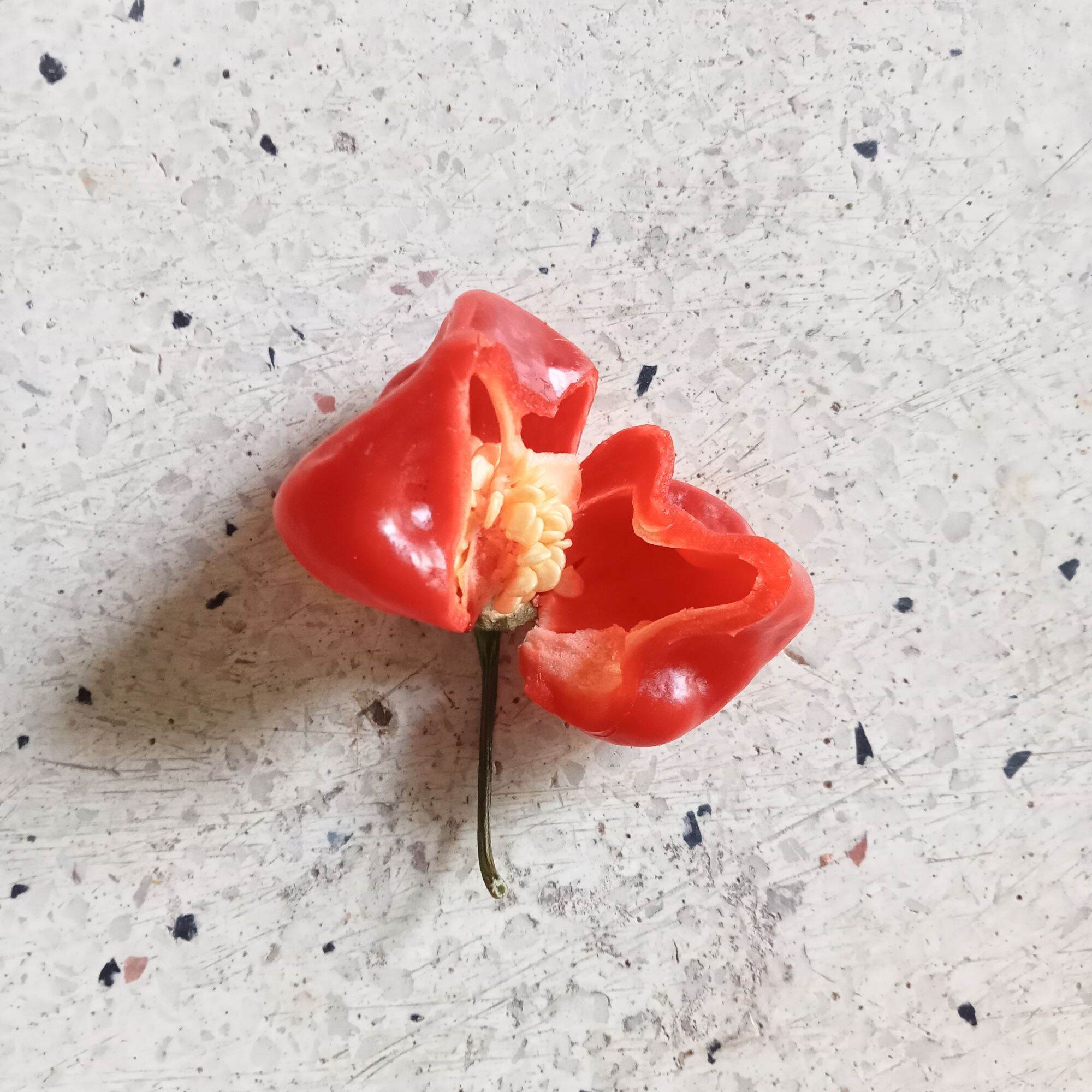 5 Hạt Ớt Habanero Red (Siêu Cay)