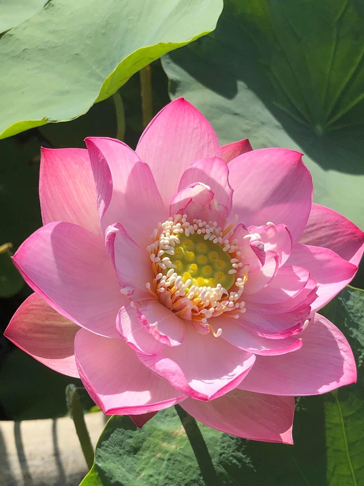 Củ sen thái giống- môi hồng xứ quảng