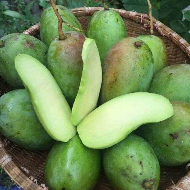 Cây giống Xoài Thái hạt lép